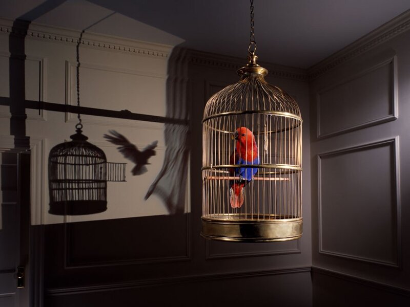 Parrot in a Birdcage