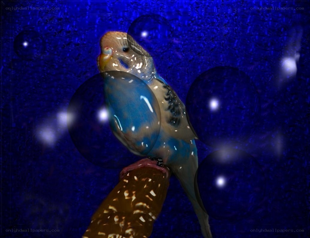 Parrot in a blue dream