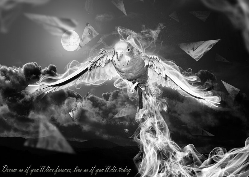 Parrot in a dreamlike sky