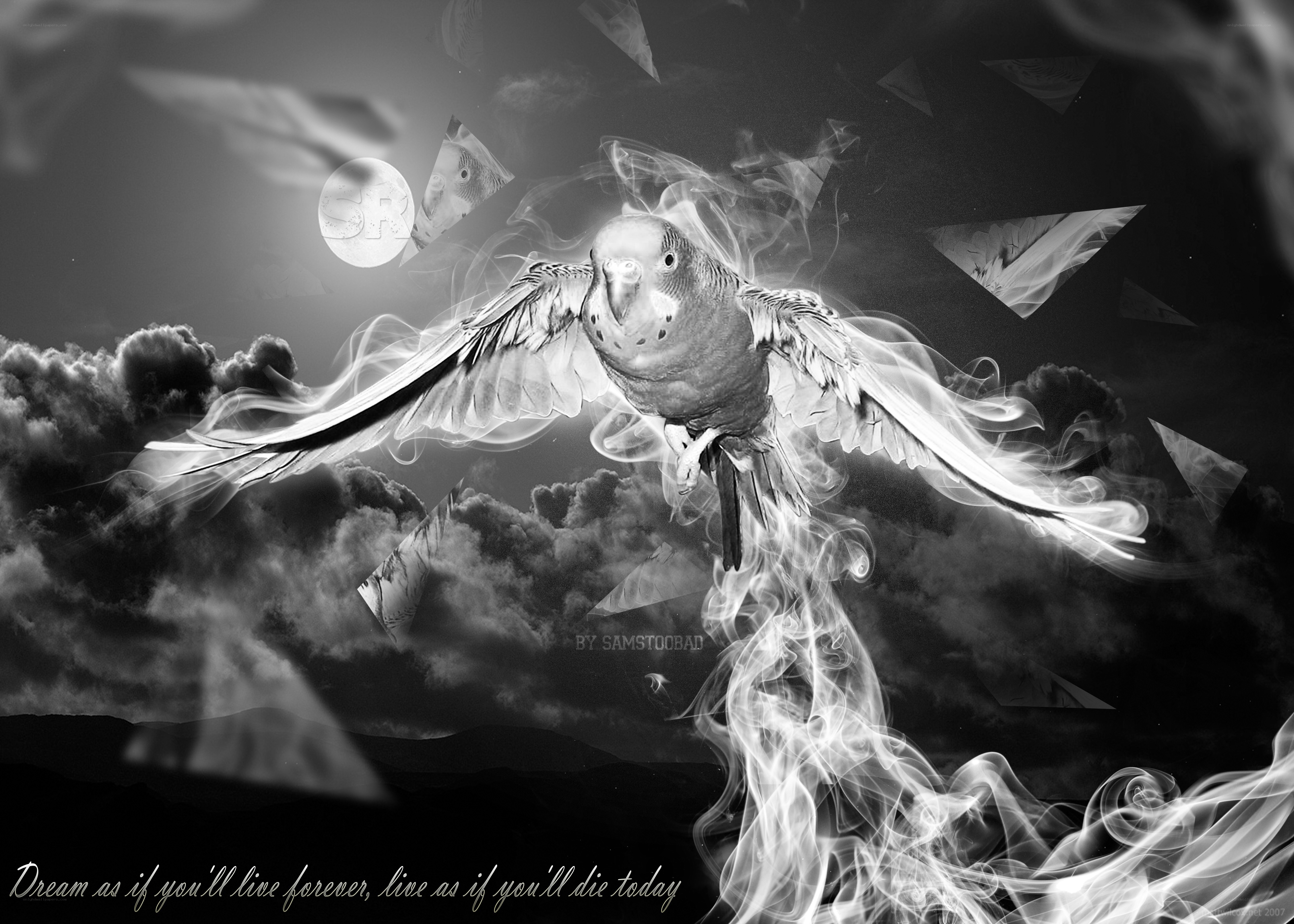 Parrot in a dreamlike sky