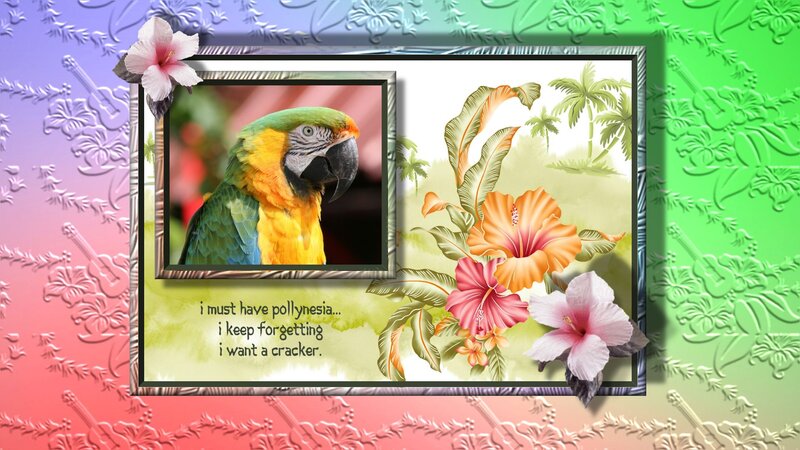 Parrot in a Frame