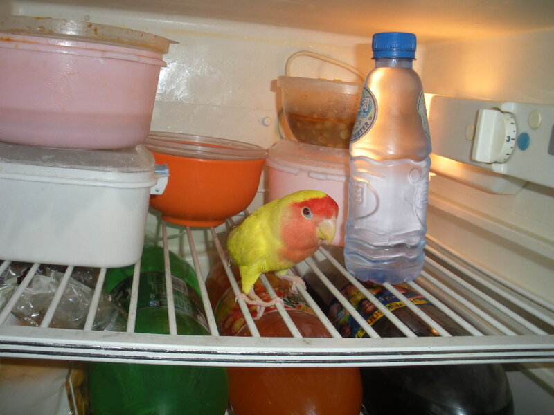 Parrot in a refrigerator