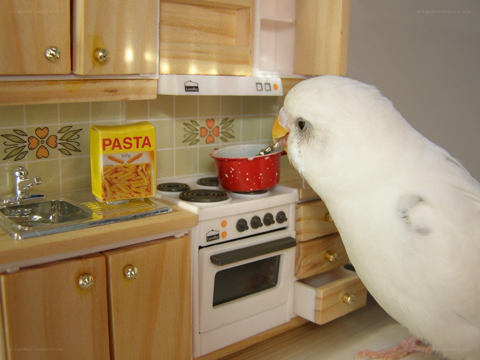 parrot in a toy kitchen