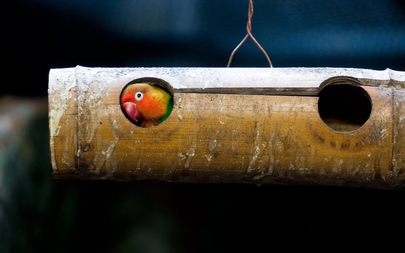parrot in bamboo nesting box