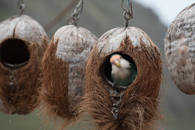 parrot in coconut nest