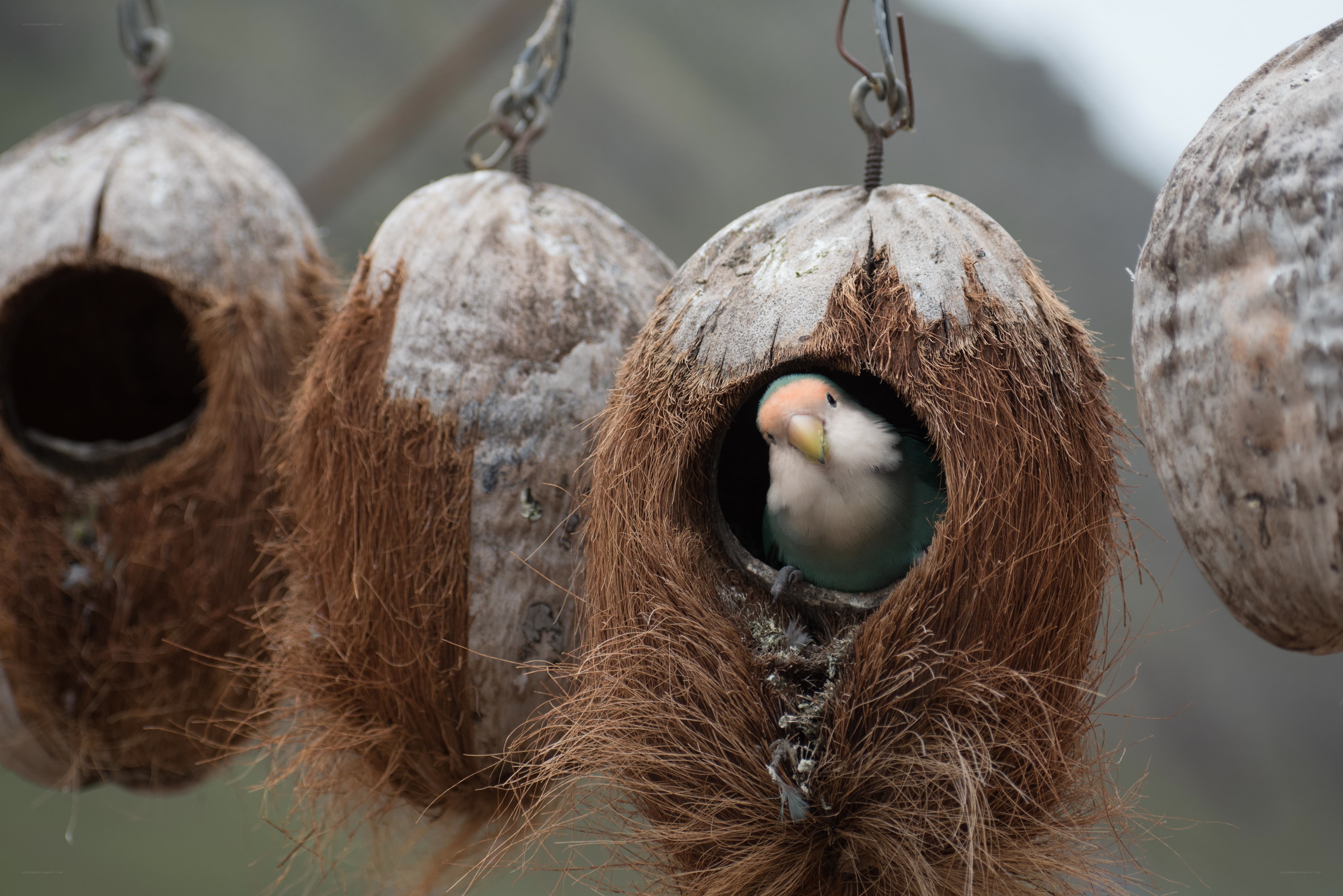 parrot in coconut nest