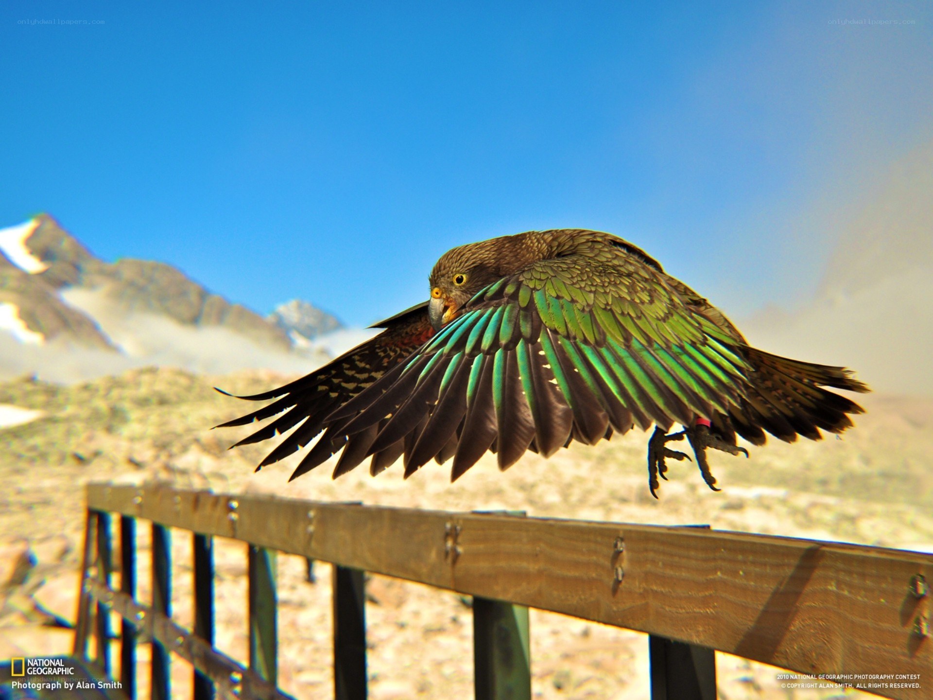 Parrot in flight over mountains