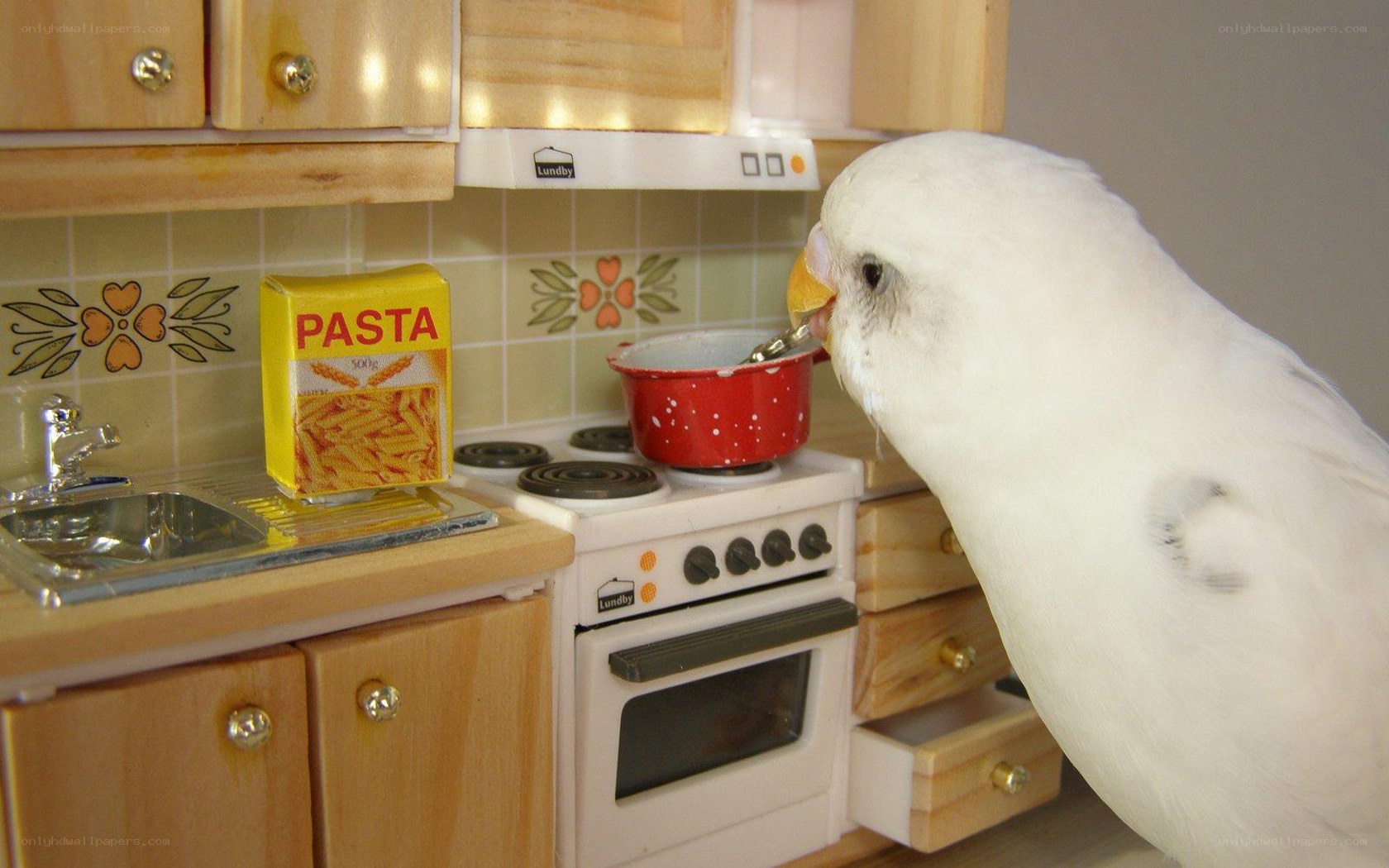 parrot in miniature kitchen