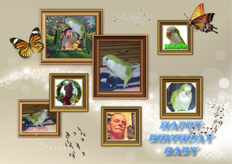 Parrot in Photo Frames