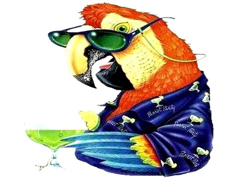 parrot in sunglasses with drink