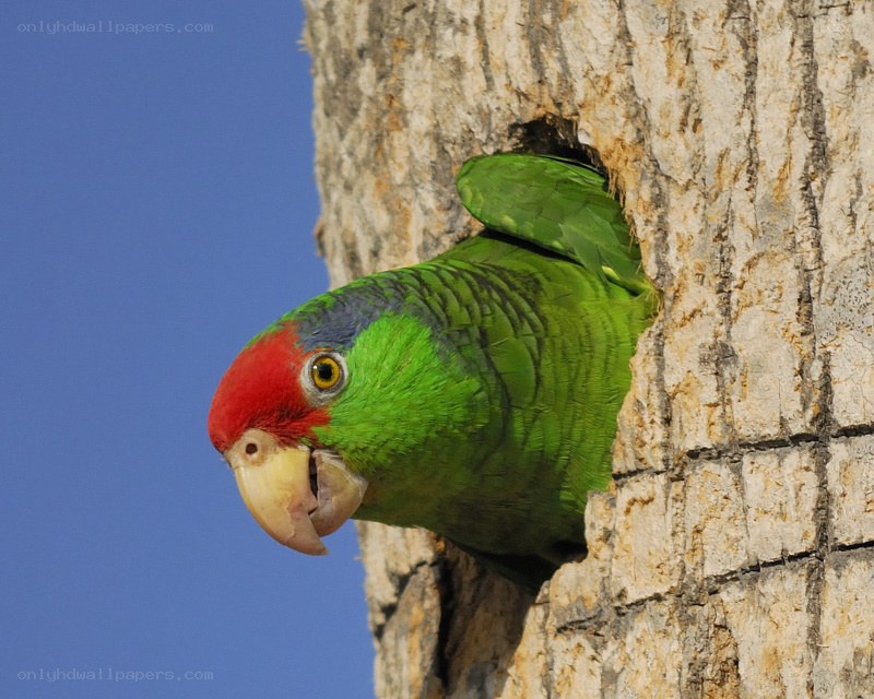 parrot in tree hollow