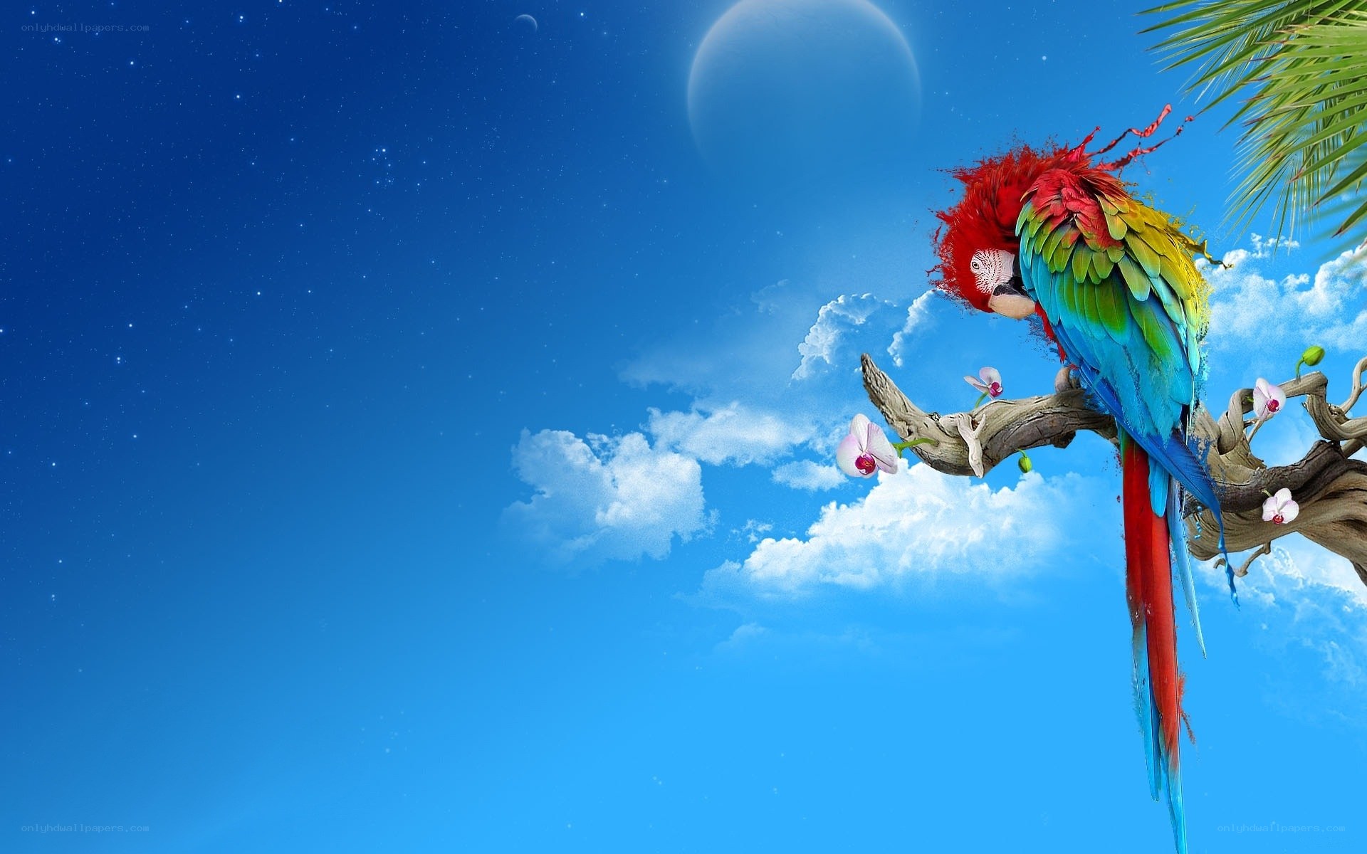 Parrot on a branch at night