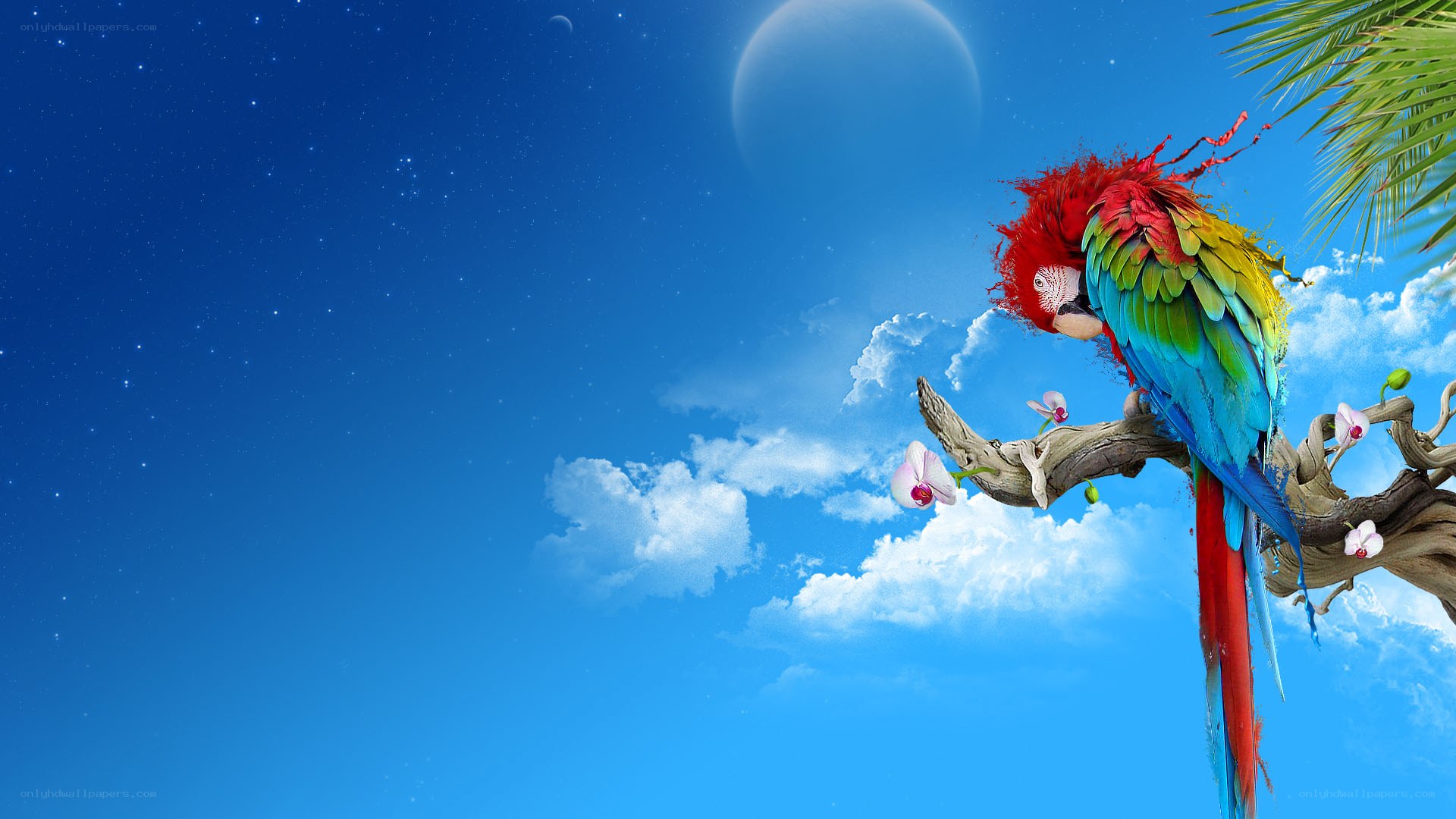 Parrot on a branch at night