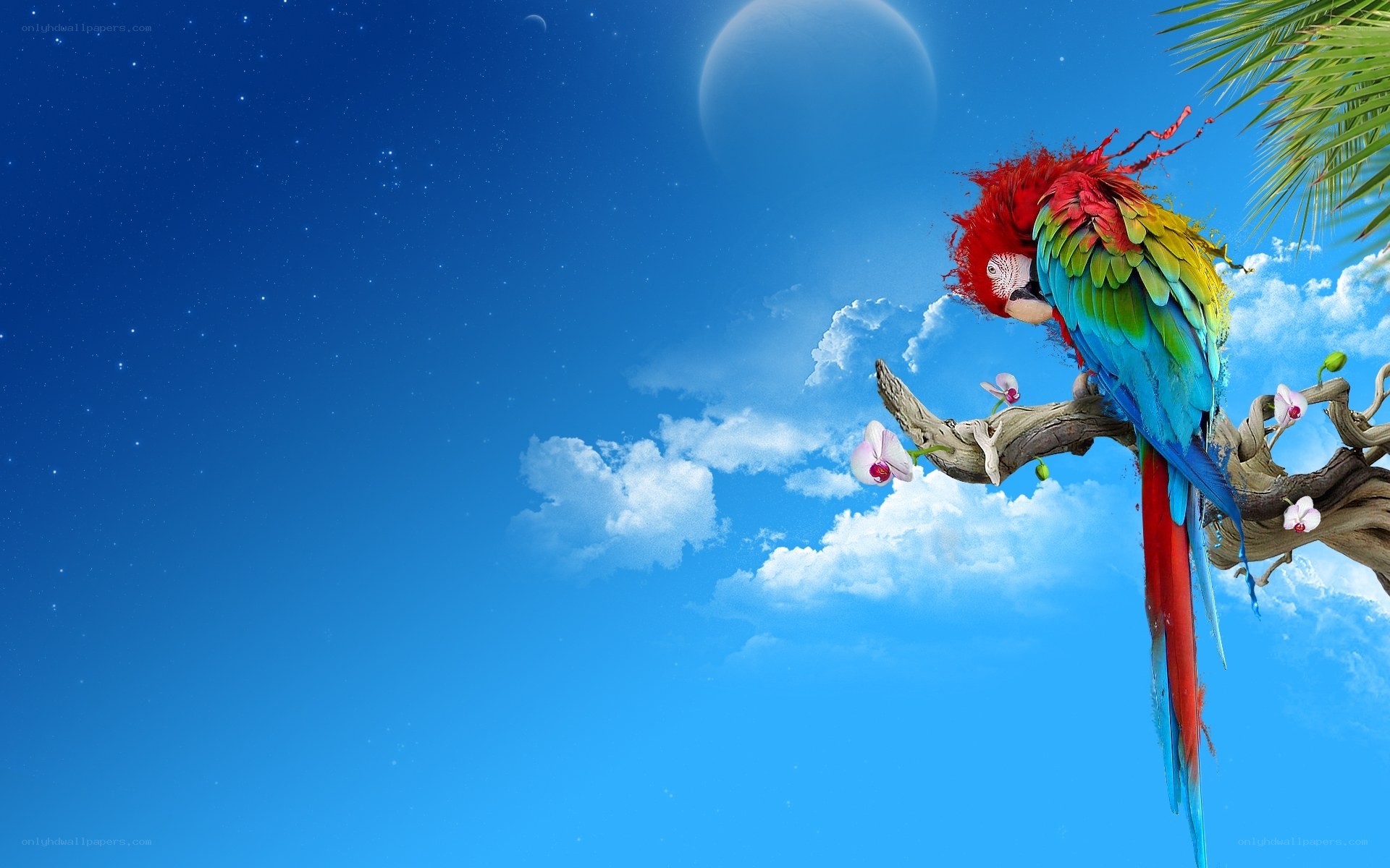 Parrot on a branch at night