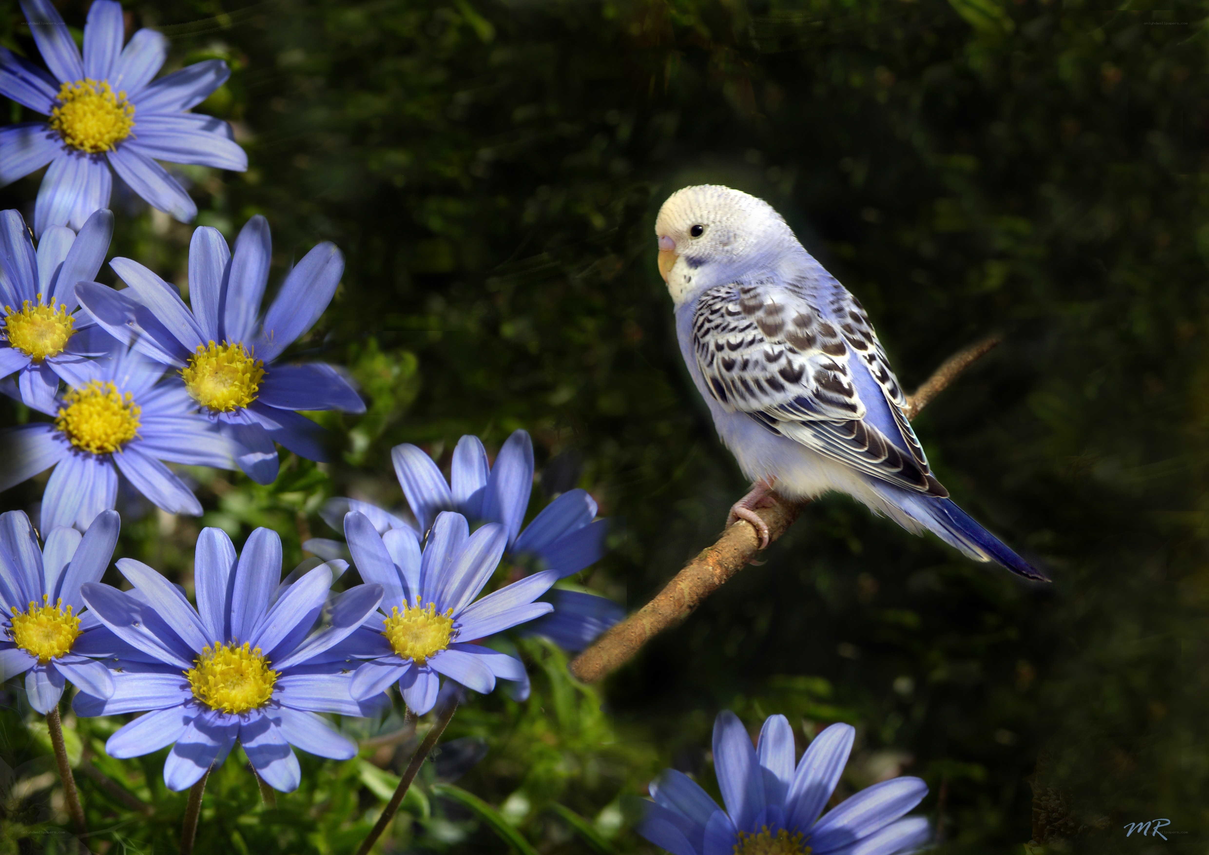 Parrot on a branch with flowers