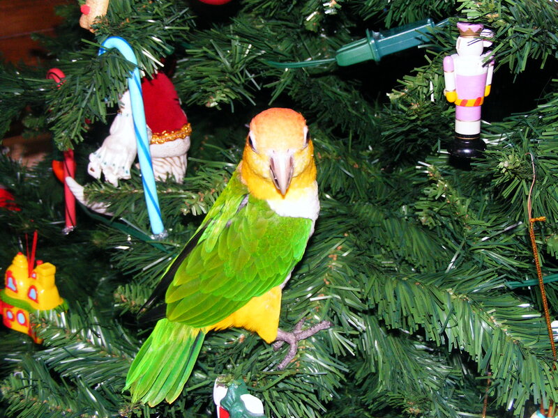 parrot on a Christmas tree