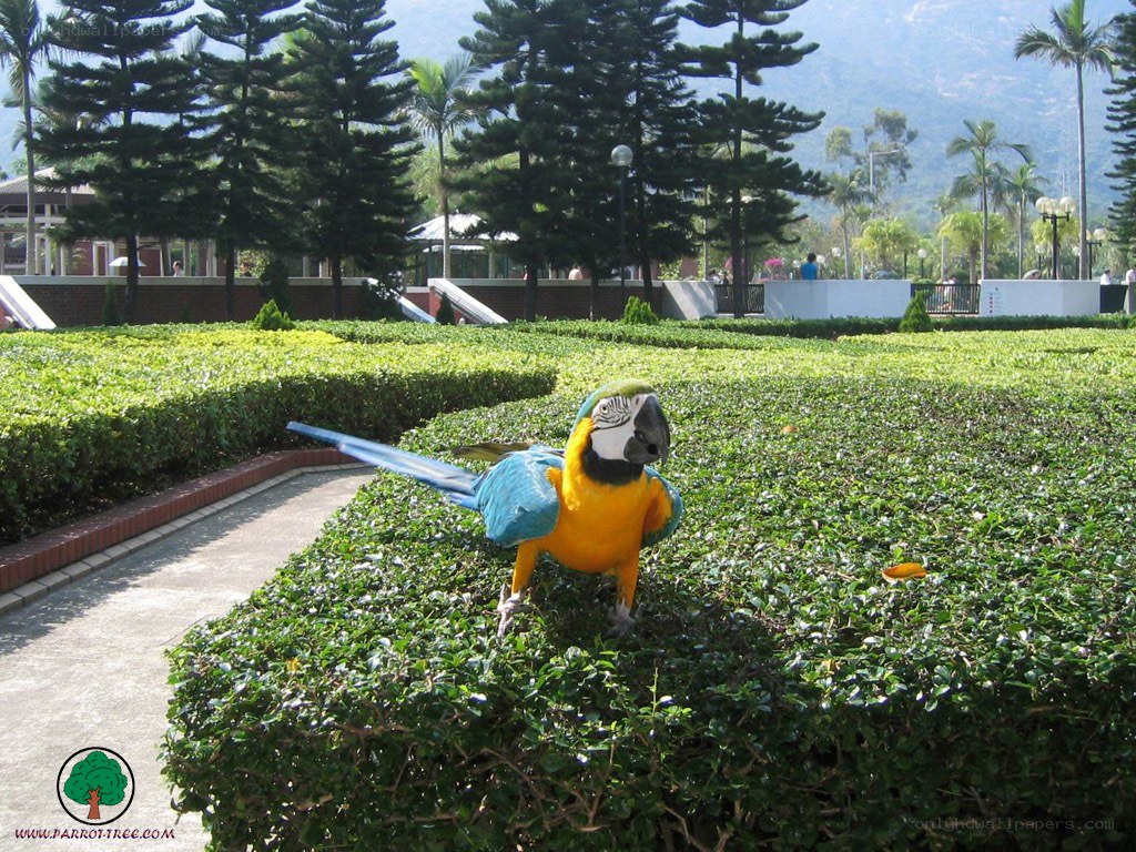 Parrot on a hedge in a park