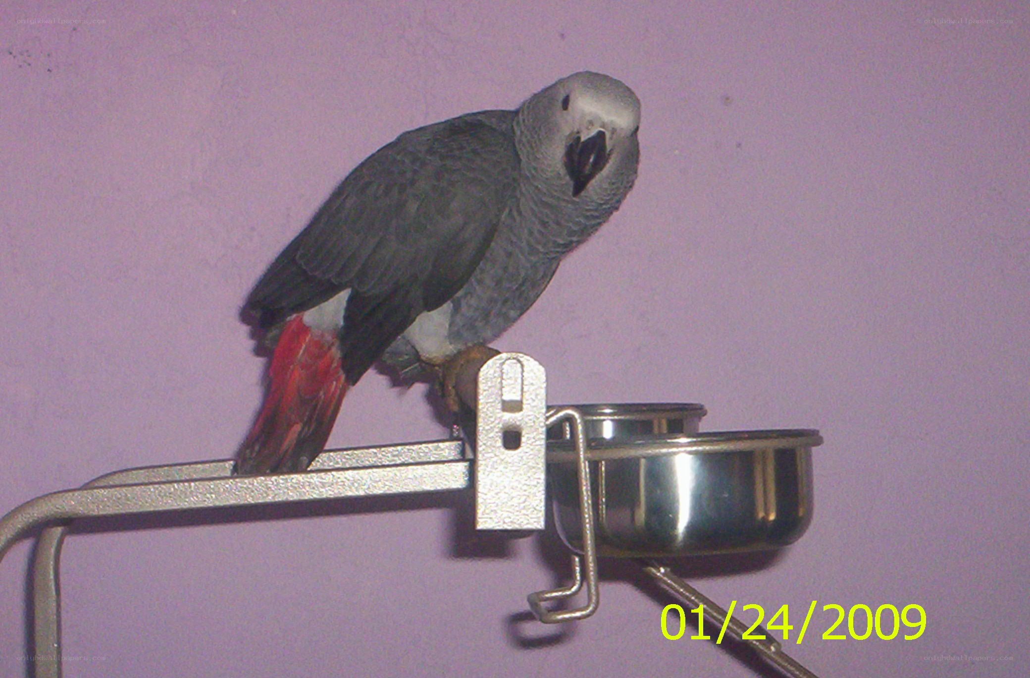 parrot on a perch
