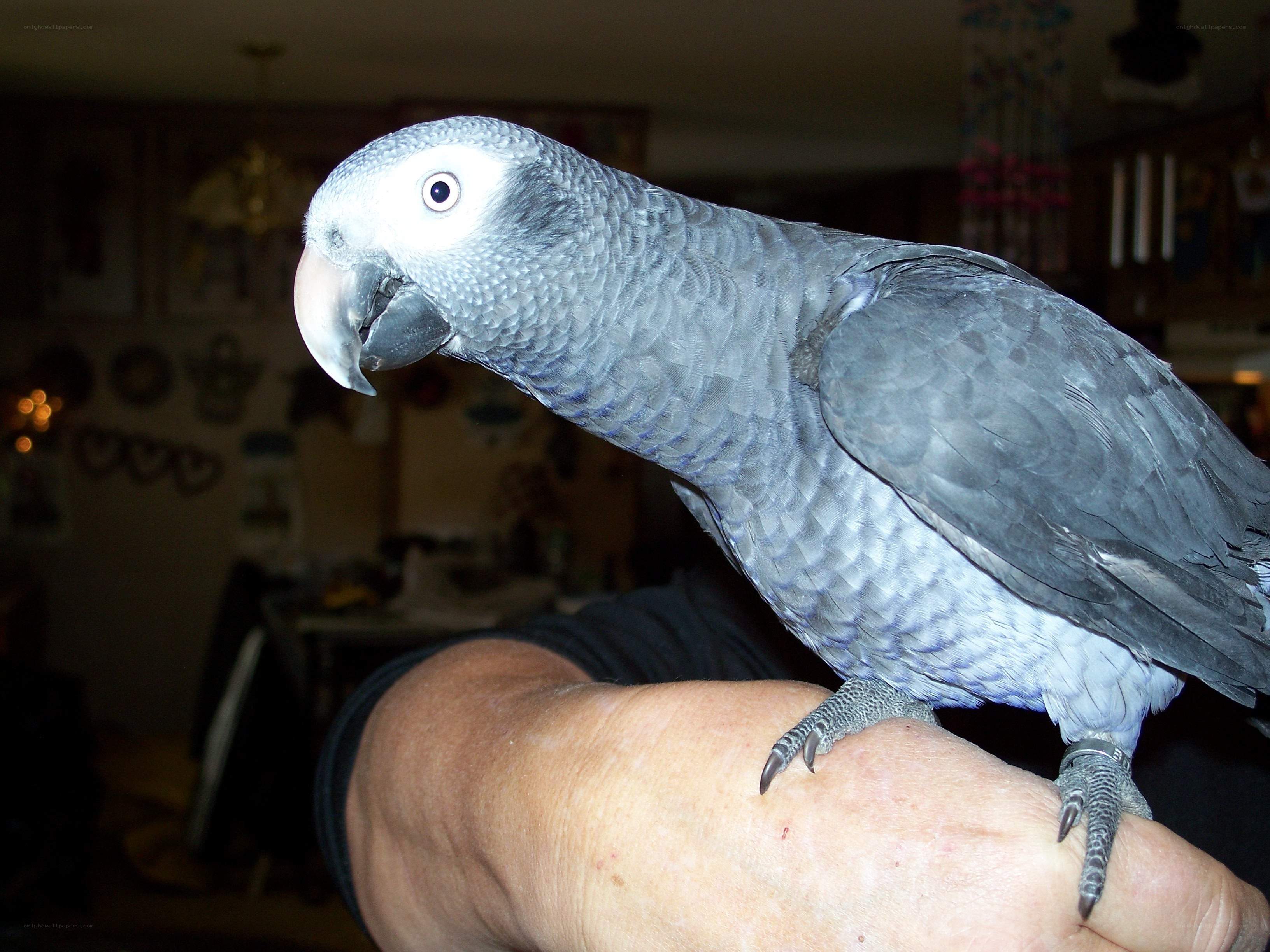 parrot on a person's arm