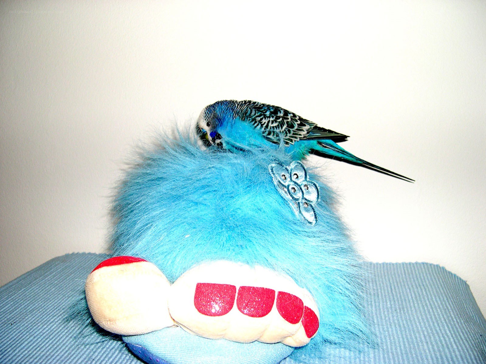 parrot on a plush toy