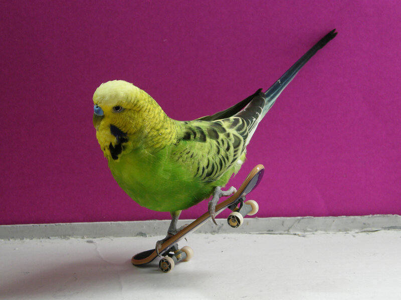parrot on a skateboard
