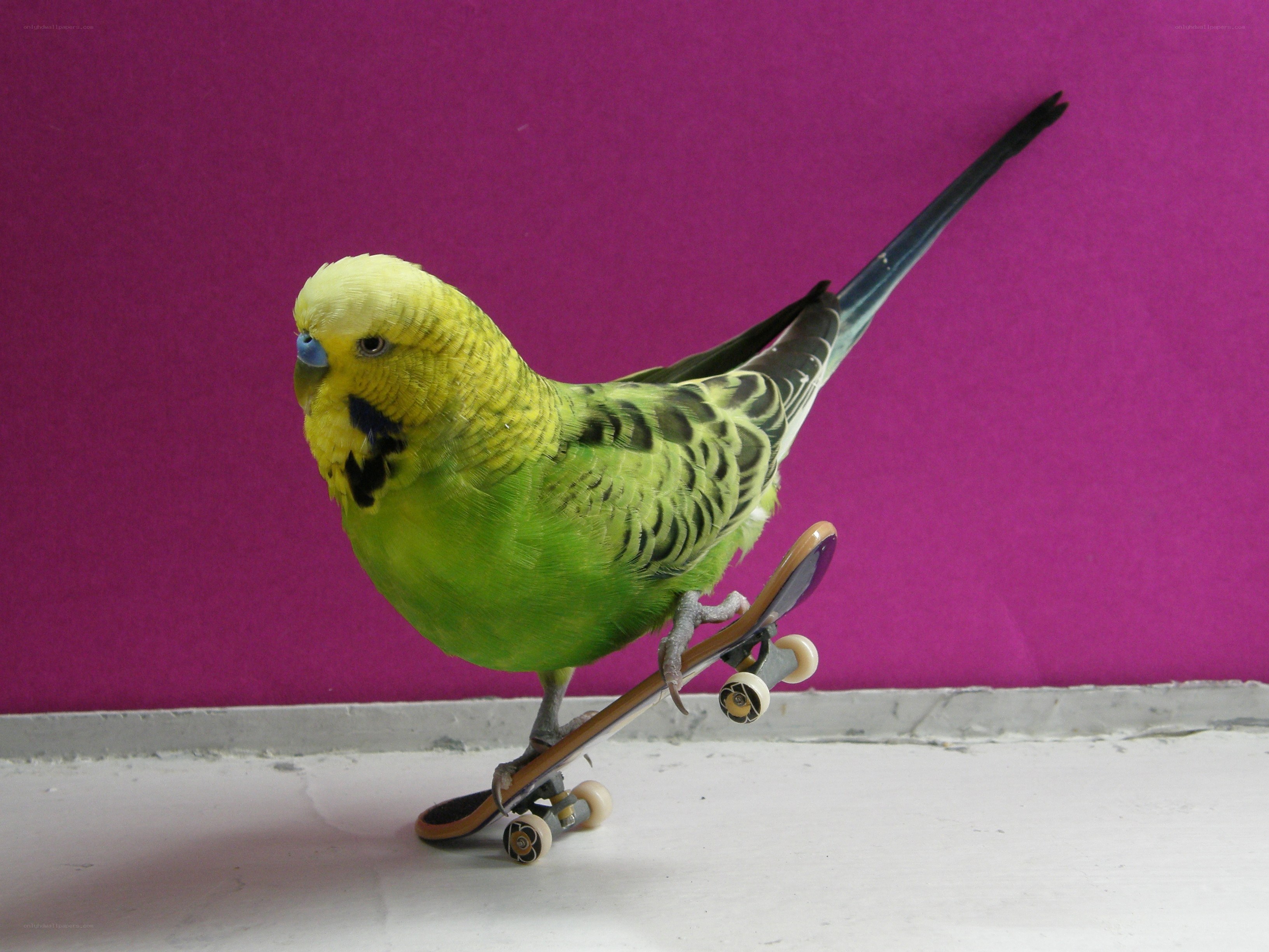 parrot on a skateboard