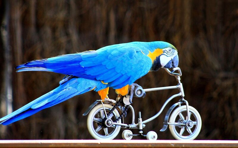 Parrot on a tiny bicycle