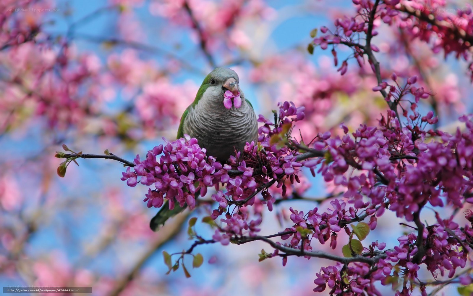 Parrot on blooming branch