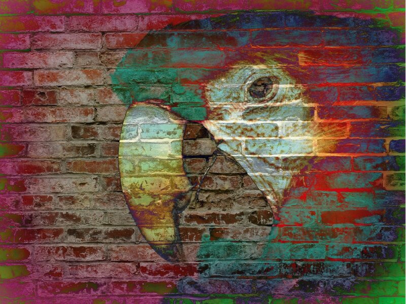 Parrot on Brick Wall