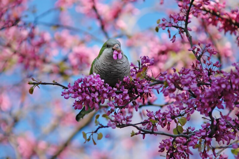 Parrot on flowering branch