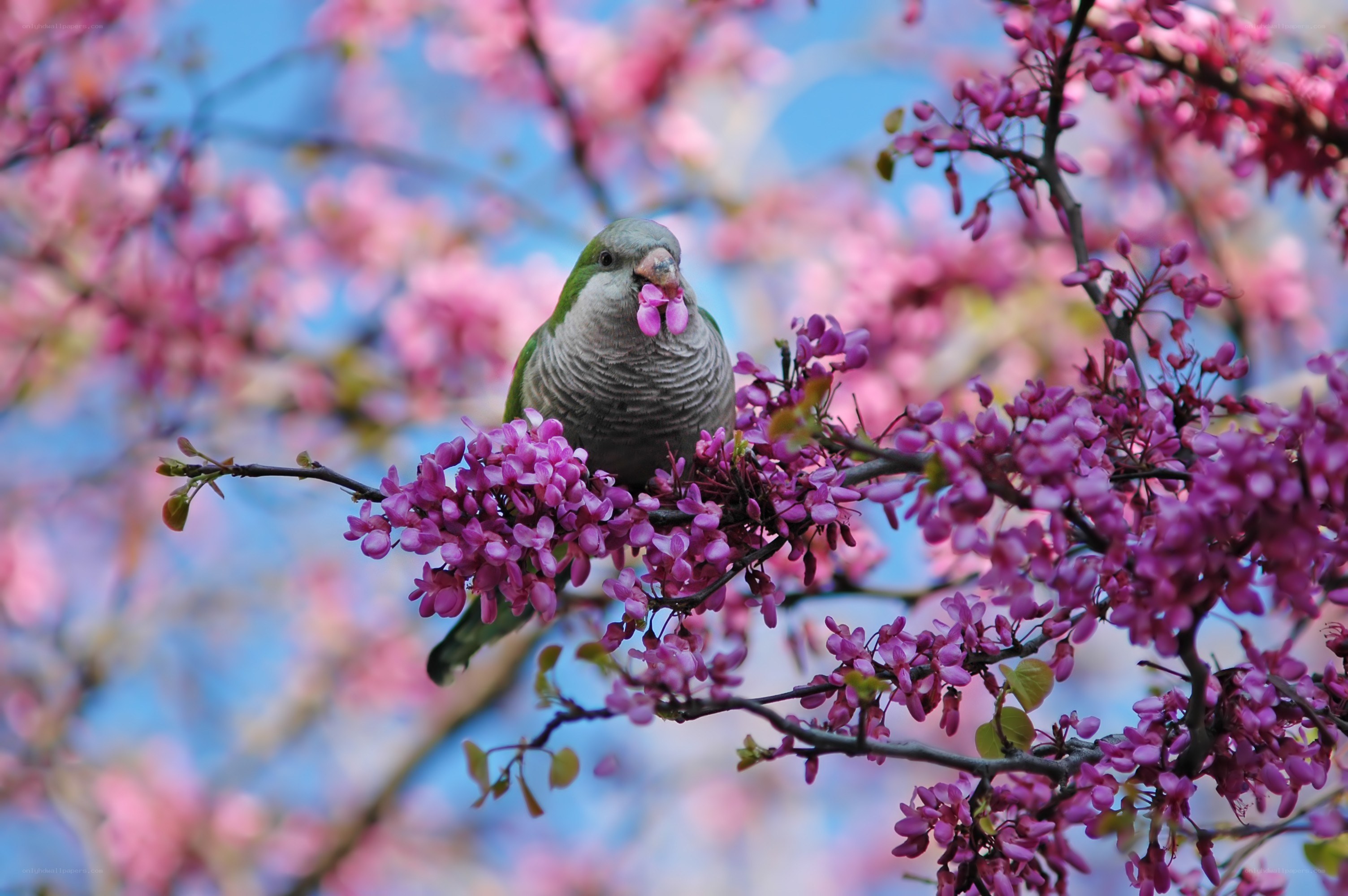 Parrot on flowering branch