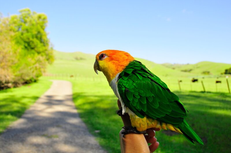 Parrot on Hand