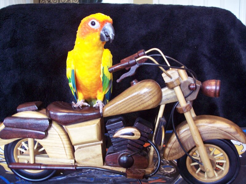 Parrot on Motorcycle