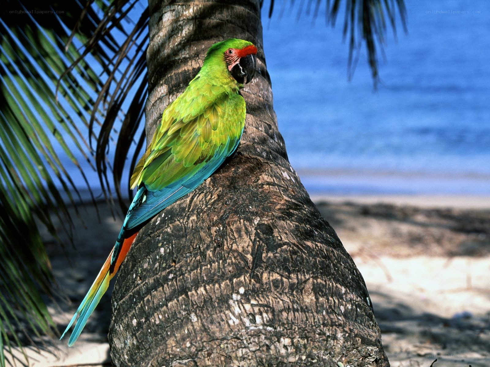 Parrot on palm tree
