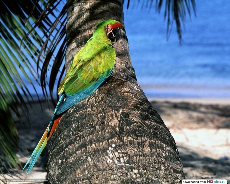Parrot on palm tree