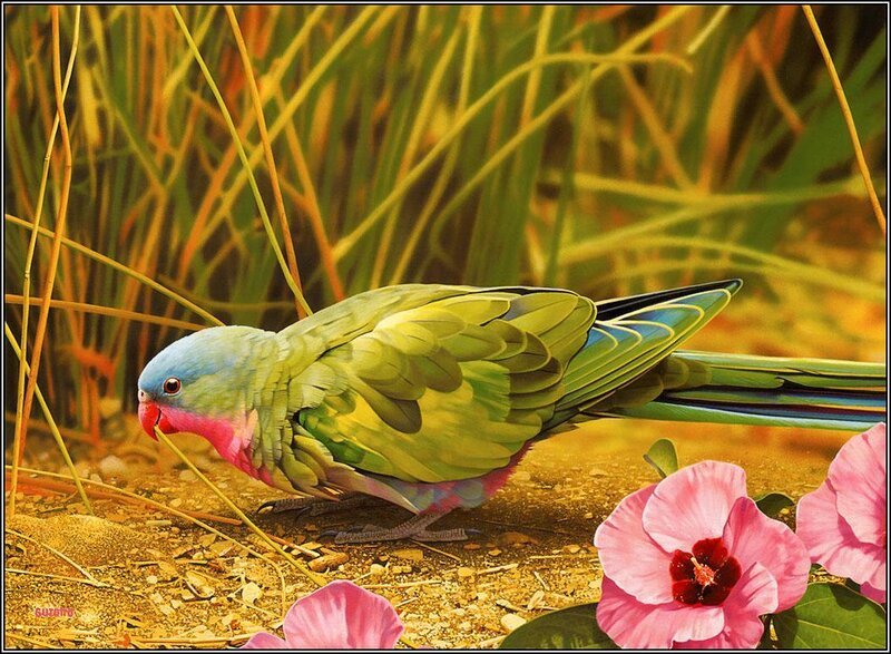 Parrot on the Ground