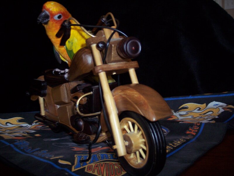 Parrot on Toy Motorcycle