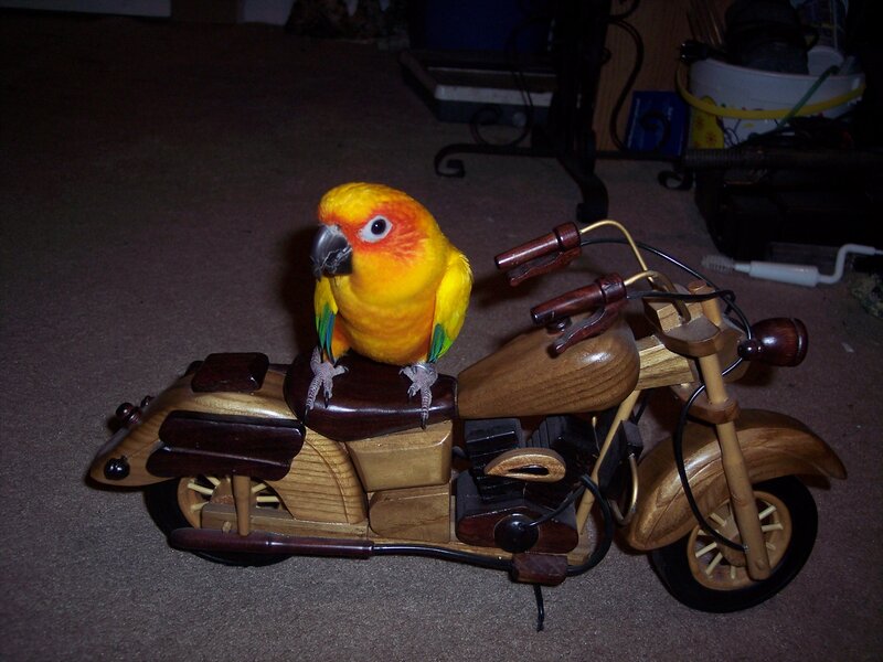 Parrot on Wooden Motorcycle