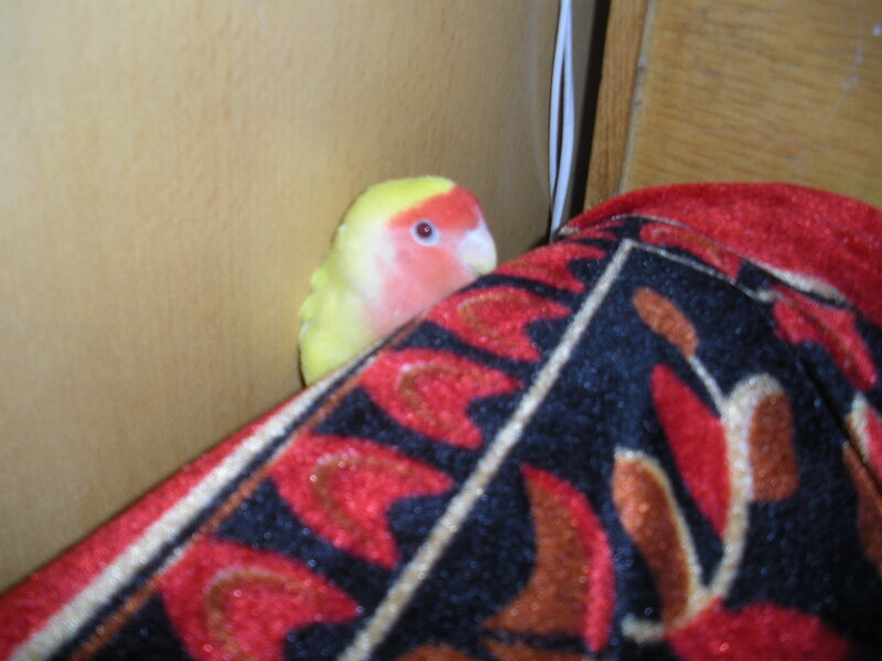 parrot peeking from blanket