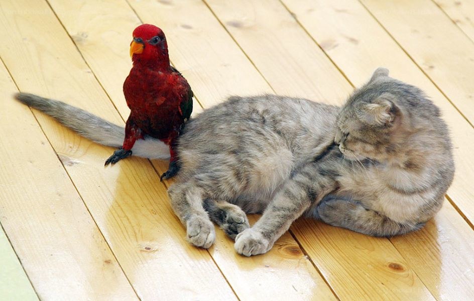 Parrot perched on a cat