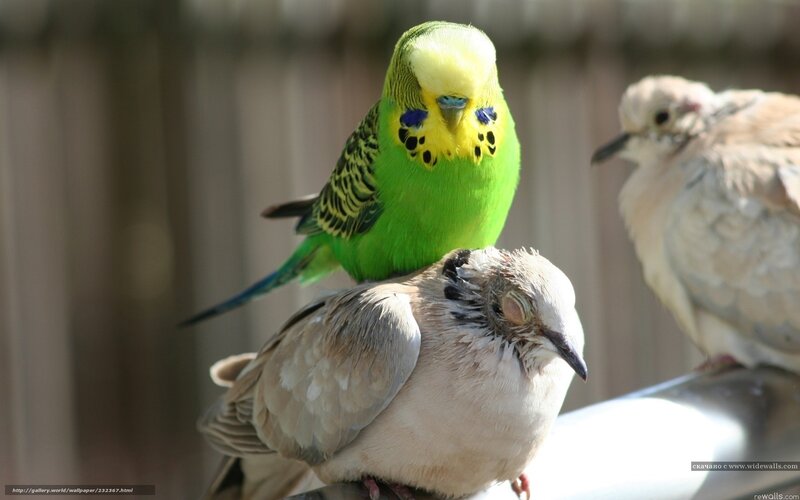 Parrot perched on doves