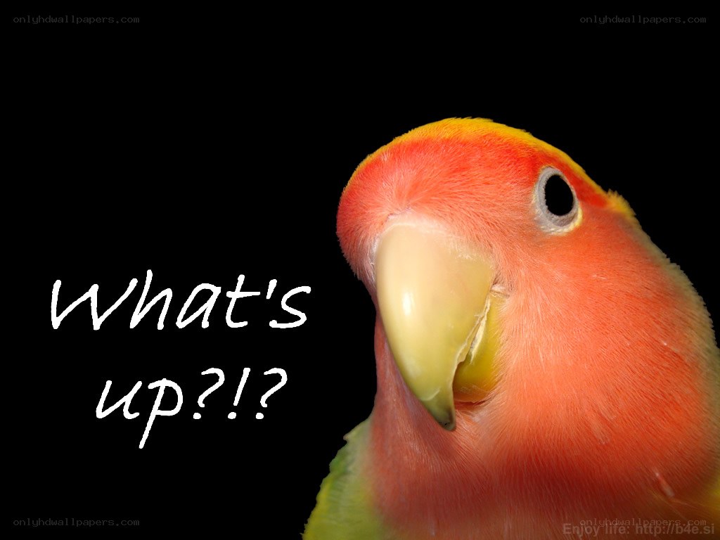 parrot saying what's up