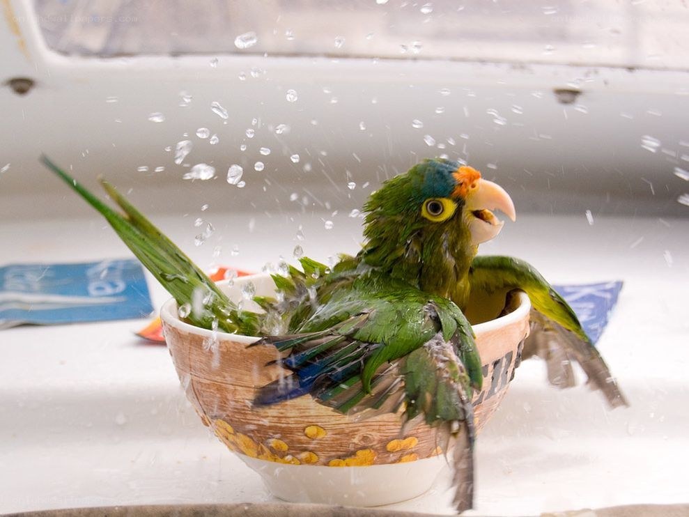 parrot taking a bath