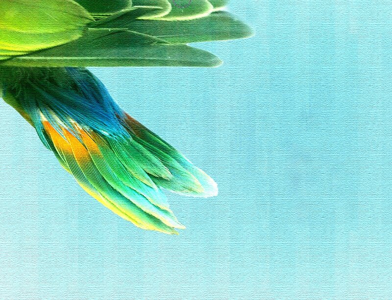 Parrot Wing in Flight