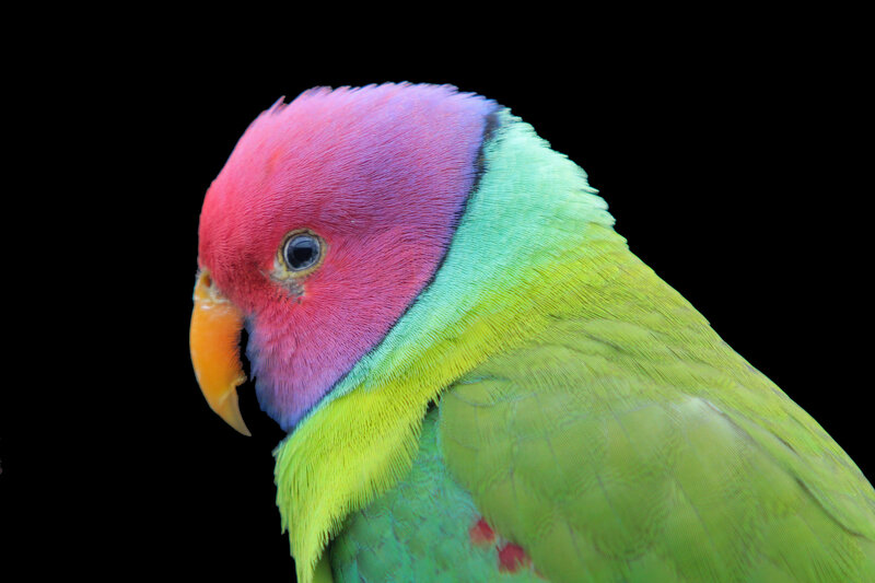 Parrot with Colorful Head
