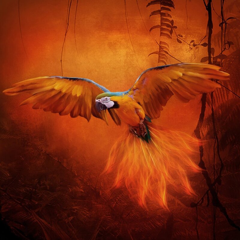 Parrot with Fire Tail