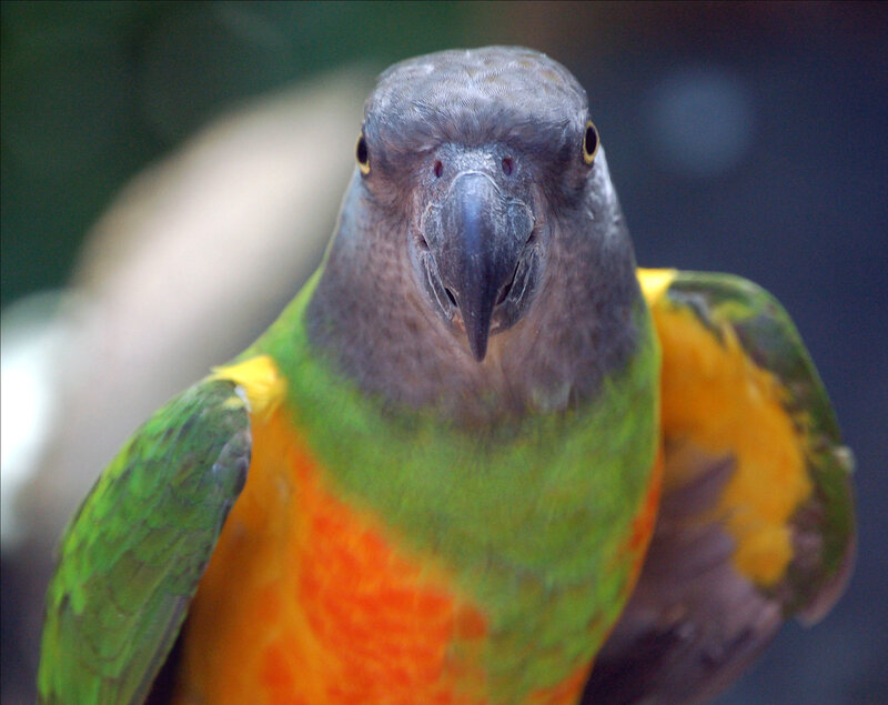 Parrot with Green and Orange Feathers