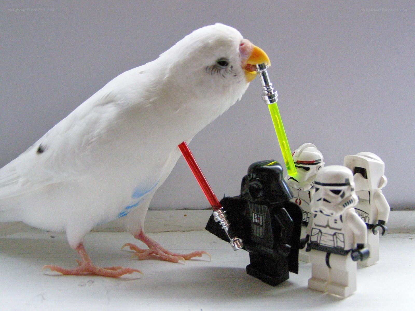 parrot with lego star wars figures