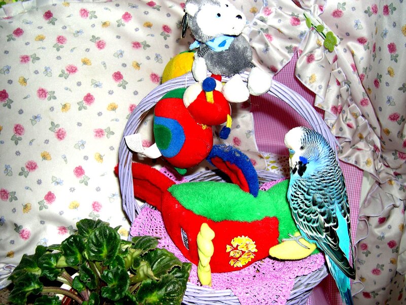Parrot with plush toys in basket