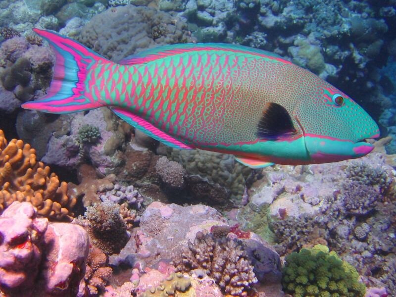 Parrotfish in Coral Reef — Green
